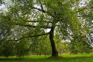 Green Crooked Trees in the Park photo