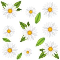 Chamomile flower realistic vector illustration. Pattern white daisy blooming plants with green leaves.