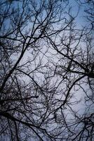 Leafless branches of park winter trees photo