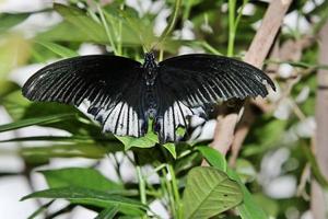 una vista de una mariposa foto