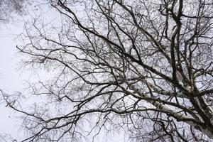 Tree Branches without Leaves photo
