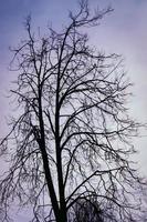 Leafless trees in winter photo