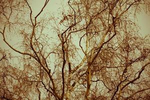 Tree Branches without Leaves Retro photo