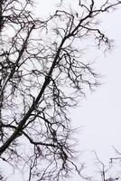 Leafless branches of park winter trees photo