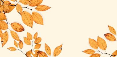 leaf flower background photo