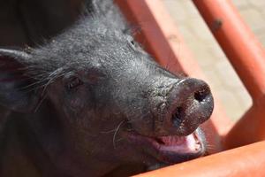 Smiling Face of a Cute Black Piglet photo
