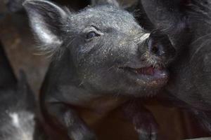 muy lindo lechón negro sonriente que parece que está sonriendo foto