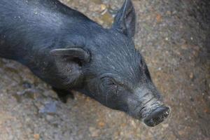 hermoso cerdo negro con una nariz sucia y mojada foto
