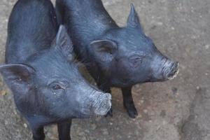 Pair of Black Pigs Peering Up with their Snouts photo