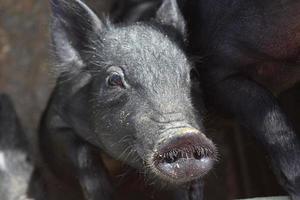 Adorable Black Pig with a Dirty Wet Snout