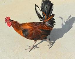 impresionante gallo de cresta roja en una zona desértica foto