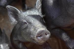 hocico peludo en la cara de un lindo lechón negro foto