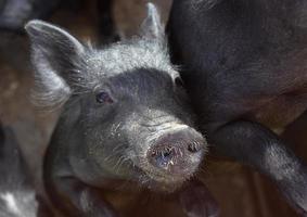 adorable lechón negro con suciedad en el hocico foto