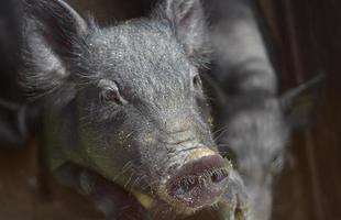 Very Cute Face of a Young Back Piglet photo