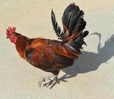 gallo caminando en un día muy soleado foto