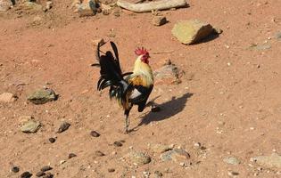 Rooster Proudly Walking Away with Ruffled Feathers photo