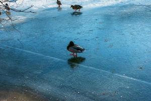 un pato camina sobre hielo en invierno. la luz dorada del sol se refleja en un estanque cubierto de hielo. foto