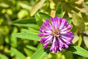 Meadow clover trifolium pratense red flower close-up. photo