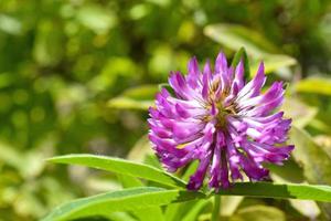 Meadow clover trifolium pratense red flower close-up. photo