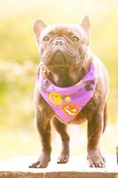 French bulldog in a bandana for Halloween. The dog stands on the background of a nature . photo