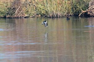 A view of a Bird at WWT Washington photo