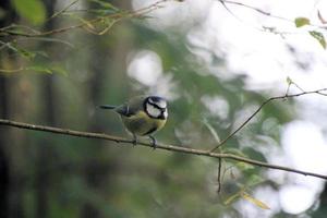 A view of a Bird at WWT Washington photo