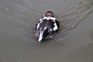 una vista de un pájaro en wwt washington foto