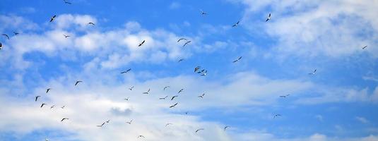 muchas gaviotas blancas vuelan en el cielo azul nublado foto