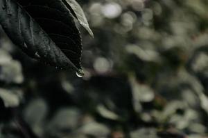 A drop of water on a leaf. Dark toned photo. photo