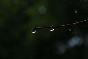 gotas de agua sobre una rama húmeda sobre un fondo oscuro. foto