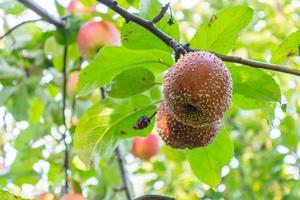Two rotten apples on an apple tree branch photo