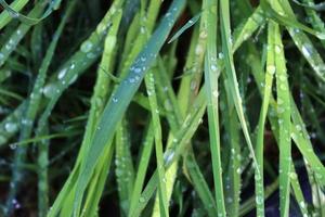 Fresh rain drops in close up view on green plants leaves and grass photo