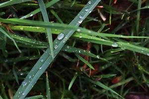 Fresh rain drops in close up view on green plants leaves and grass photo