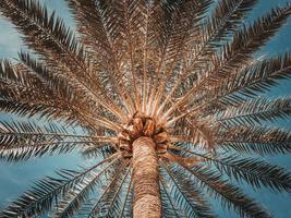 View on a big palm tree from below against the sky photo