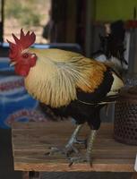 hermoso gallo colorido parado encima de una mesa foto