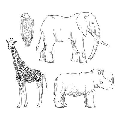 Animal Illustrations in Art Ink Style