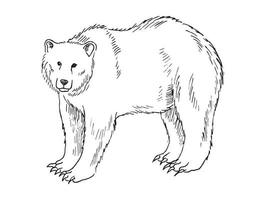 Illustration in bear Art Ink Style vector