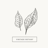 Set with leaves in vintage engraving style. Botanical illustration vector