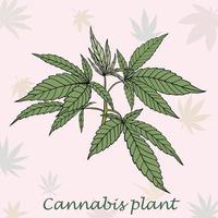 Simplicity cannabis plant freehand drawing flat design. vector