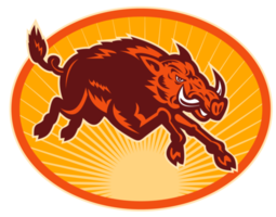 Charging attacking razorback wild boar or pig png