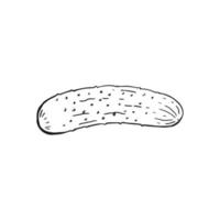 Cucumber outline. Hand drawn vector illustration. Farm market product, isolated vegetable.