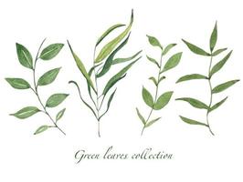 Collection of green watercolor isolated leaves vector