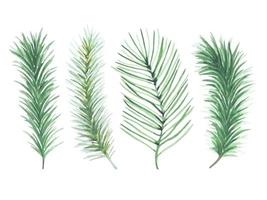 Set of watercolor green spruce branches vector