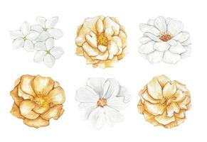 conjunto de capullos de flores beige y blanco, acuarela vector