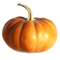 abóbora laranja isolada png