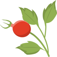 Rosehip branch with leaves. png