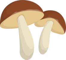 champignons forêt blanche. png