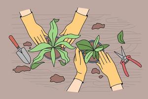People transplanting plants in pots at home. Gardeners take care of houseplants. Horticulture and gardening concept. Vector illustration.