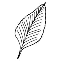 hojas de abedul, negro sobre blanco. vector