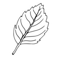 alder leaf isolated on white background vector